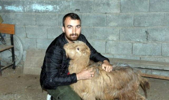 Keçi, 47'nci günde enkazdan sağ çıktı