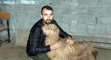 Keçi, 47'nci günde enkazdan sağ çıktı