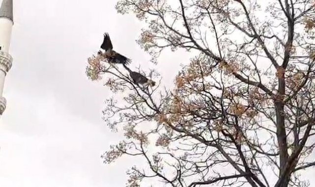 Kediyle karganın güldüren kavgası kamerada