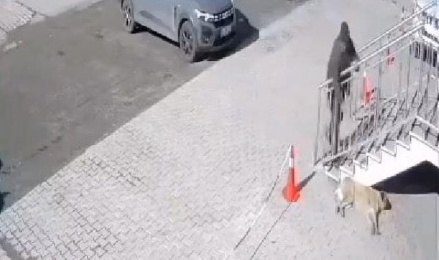 Köpeğe taşlı saldırı kamerada