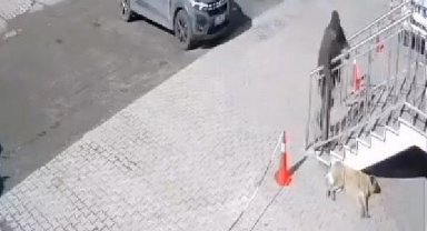 Köpeğe taşlı saldırı kamerada