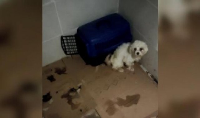Köpek eğitmeni hakkında dolandırıcılık iddiası