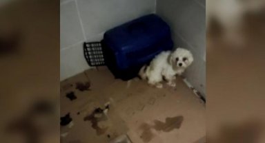 Köpek eğitmeni hakkında dolandırıcılık iddiası