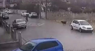 Köpeklerin saldırısından aracın üstüne çıkarak kurtuldu; o anlar kamerada