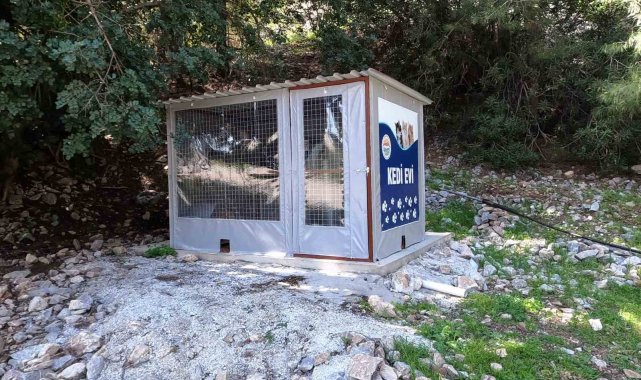 Marmaris Belediyesi'nden kedi evi projesi