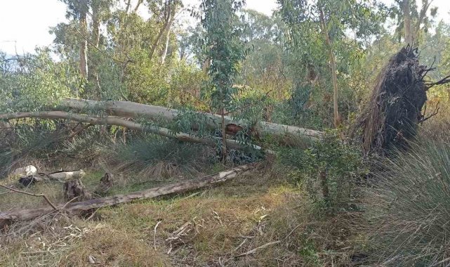 Marmaris Belediyesi'nden "Hisarönü Piknik Alanı projesi" açıklaması