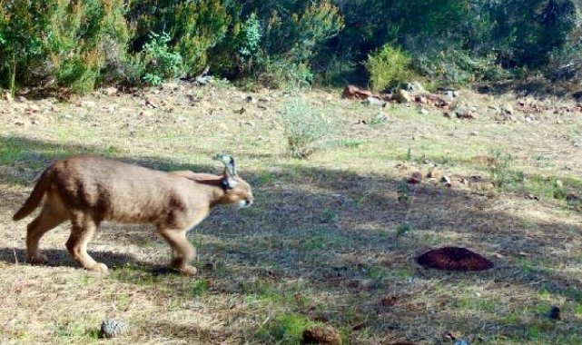 Marmaris'te yangının ardından yeşeren ormanda, karakulak fotokapanla görüntülendi