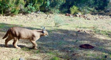 Marmaris'te yangının ardından yeşeren ormanda, karakulak fotokapanla görüntülendi