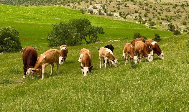 Mazıdağı ilkbaharın renklerine büründü