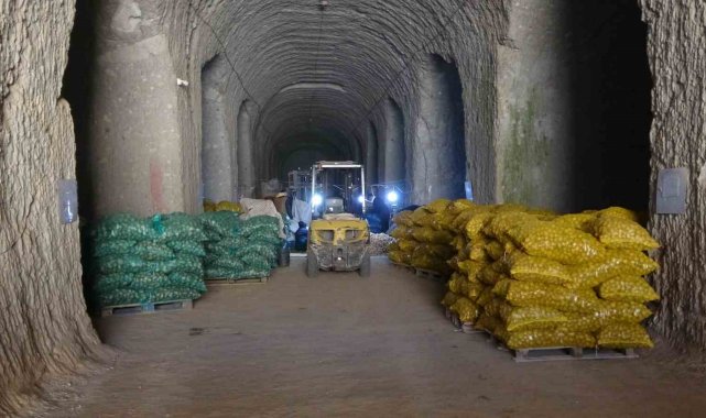 Milli patates tohumları toprakla buluşuyor