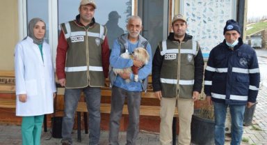 Muğla'da 1 yıl önce çalınan köpek, mikroçip sayesinde Elazığ'da bulundu