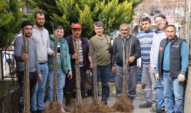 Nazilli'de 16 mahallede 10 bin incir fidanı dağıtıldı