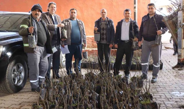Nazilli'de 30 bin incir fidanı toprakla buluşuyor
