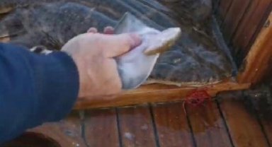 Oltaya takılan 'keler' cinsi köpek balığı, teknede doğum yaptı