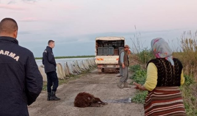 Otlaktan dönen 25 koyun yolda bir bir öldü