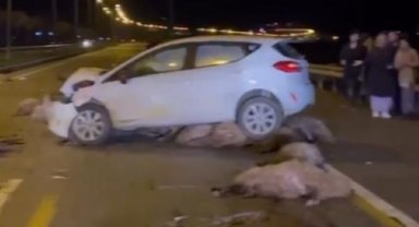 Otomobil, sürüye çarptı; sürücü yaralandı, 16 koyun öldü