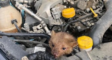 Otomobilin motor bölümünde sıkışan sansar için seferber oldular
