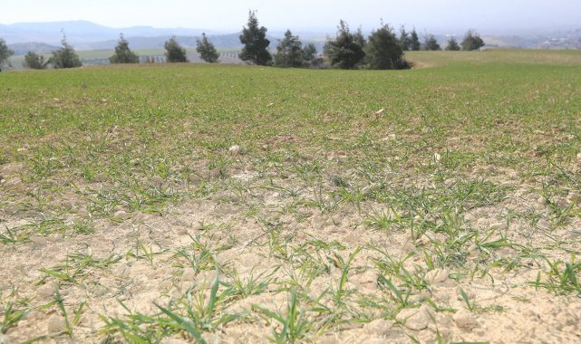 Pamukkale Belediyesi çiftçilere tohum ve yem desteğine hazırlanıyor