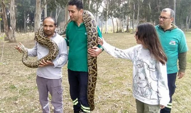 Piton ve boa yılanlarının korkusuz bakıcıları