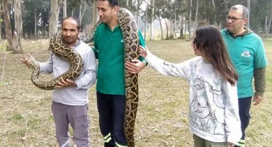 Piton ve boa yılanlarının korkusuz bakıcıları