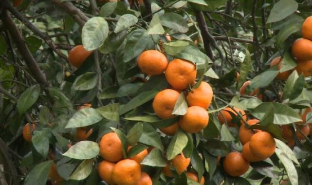 Rize mandalinasının 9 çeşidi tescillendi