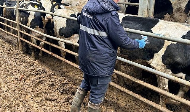 Şap hastalığına karşı aşılama atağı sürüyor