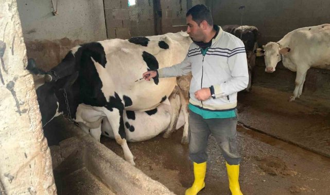 Şap hastalığına karşı aşılama devam ediyor