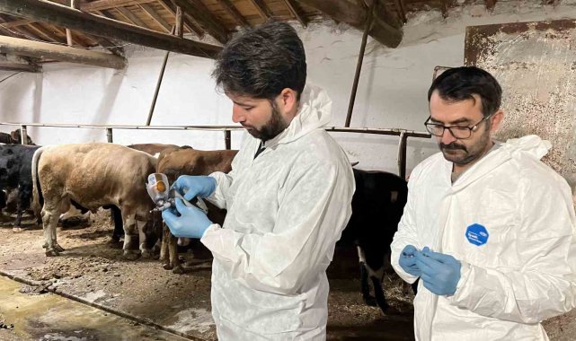Şap hastalığına karşı ekipler sahada