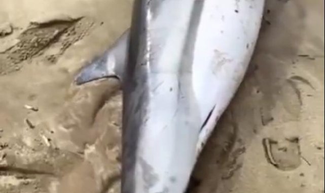 Saros'ta ölü yunus kıyıya vurdu