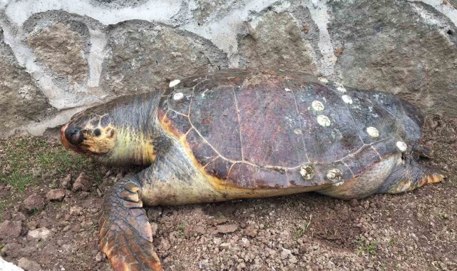 Sayısı gittikçe azalıyor: 100 kiloluk deniz kaplumbağası kıyıya vurdu