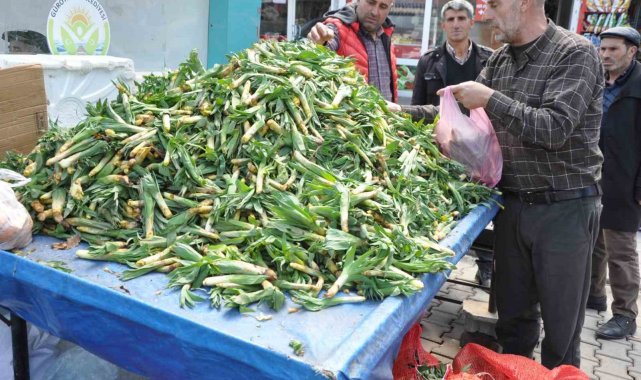 Şifa kaynağı 'Çiriş' otu tezgahlardaki yerini aldı