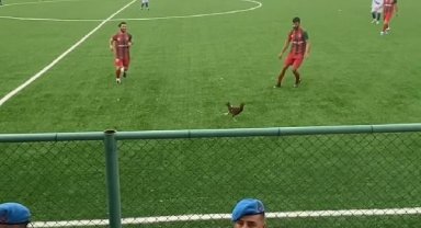 Siirt'te oynanan maçta bahçeden kaçan horoz sahaya girdi