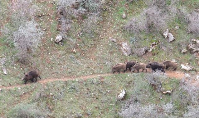 Siirt'te yiyecek arayan domuz sürüsü görüntülendi