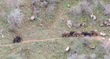 Siirt'te yiyecek arayan domuz sürüsü görüntülendi