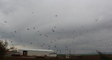 Silopi'de kargalar, tarlaları istila etti