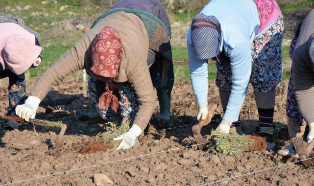 Sındırgı'da kök boya bitkileri toprakla buluşuyor