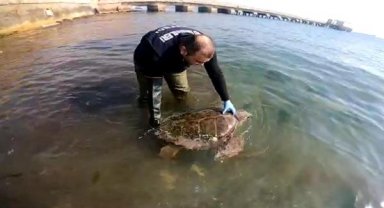 Tekirdağ'da yosunlara takılan caretta caretta kurtarıldı