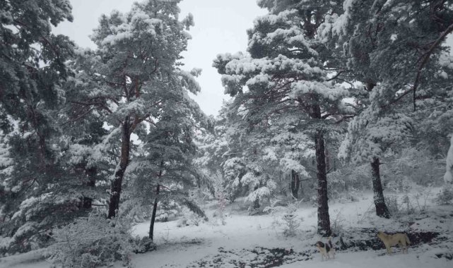 Tokat'ta Çamiçi Yaylası'na Bahar Karı