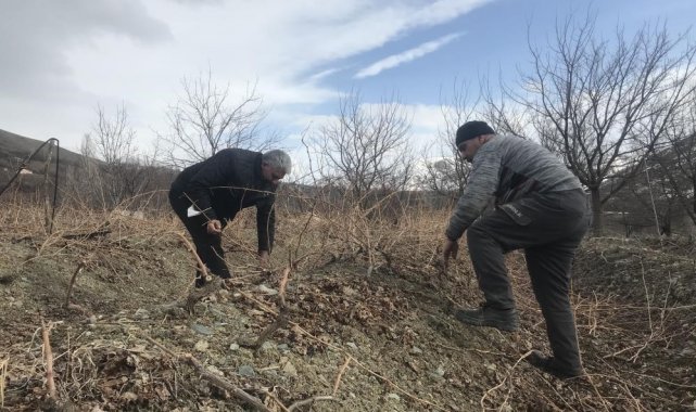 Üzüm bağlarında ilkbahar bakımı