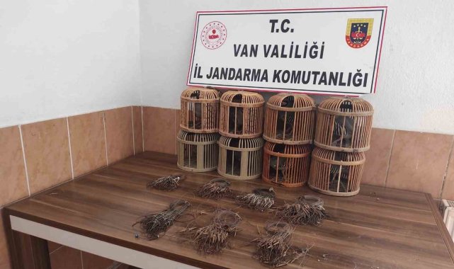 Van'da kafes avcılığı