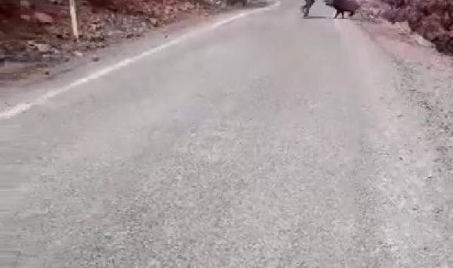 Yaban domuzunu görüntülemek isterken saldırısına uğradı