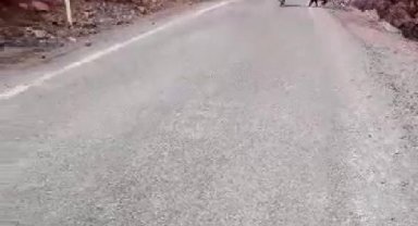 Yaban domuzunu görüntülemek isterken saldırısına uğradı