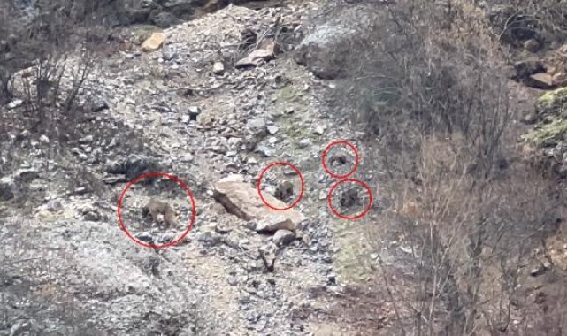 Yiyecek aramaya çıkan ayı ve yavruları görüntülendi