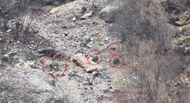 Yiyecek aramaya çıkan ayı ve yavruları görüntülendi