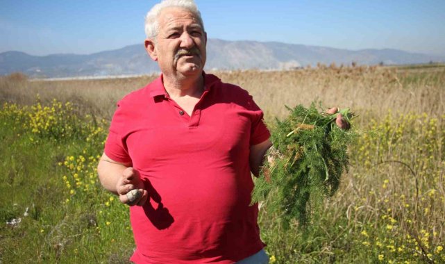 Yol kenarından topladığı otlardan para kazanıyor