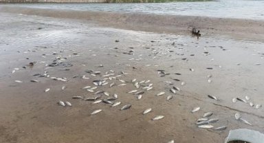 Yumurtladıktan sonra gölete dönemeyen binlerce balık öldü