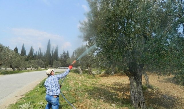 Zeyinliklerde halkalı leke hastalığı ile mücadele devam ediyor