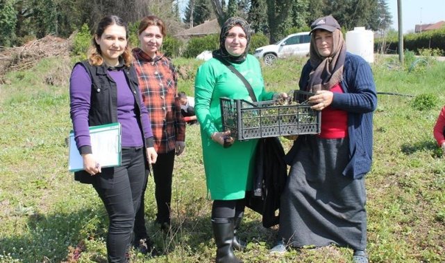 150 bin adet dağ çileği fidesi üreticilere dağıtıldı