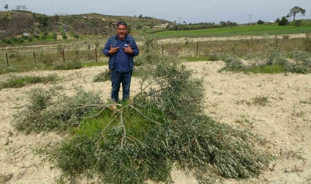 3 dönüm üzerinde bulunan 95 adet zeytin ağacını kesip katlettiler