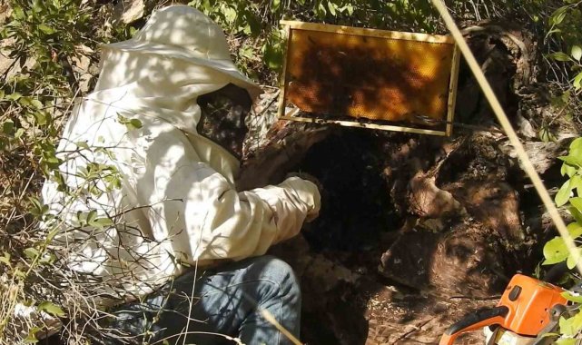 'Bal avcıları' su kenarından takip ettikleri arılarla doğal bala ulaşıyor